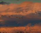 Sandhill cranes coming in to roost at sunset, Manzano Mountains, Bernardo Wildlife Area, New Mexico Art Print